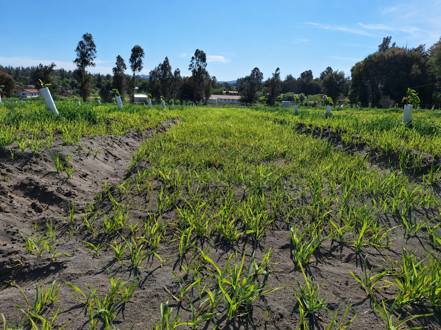 Campo cultivado con plantas jóvenes y líneas de manejo agrícola