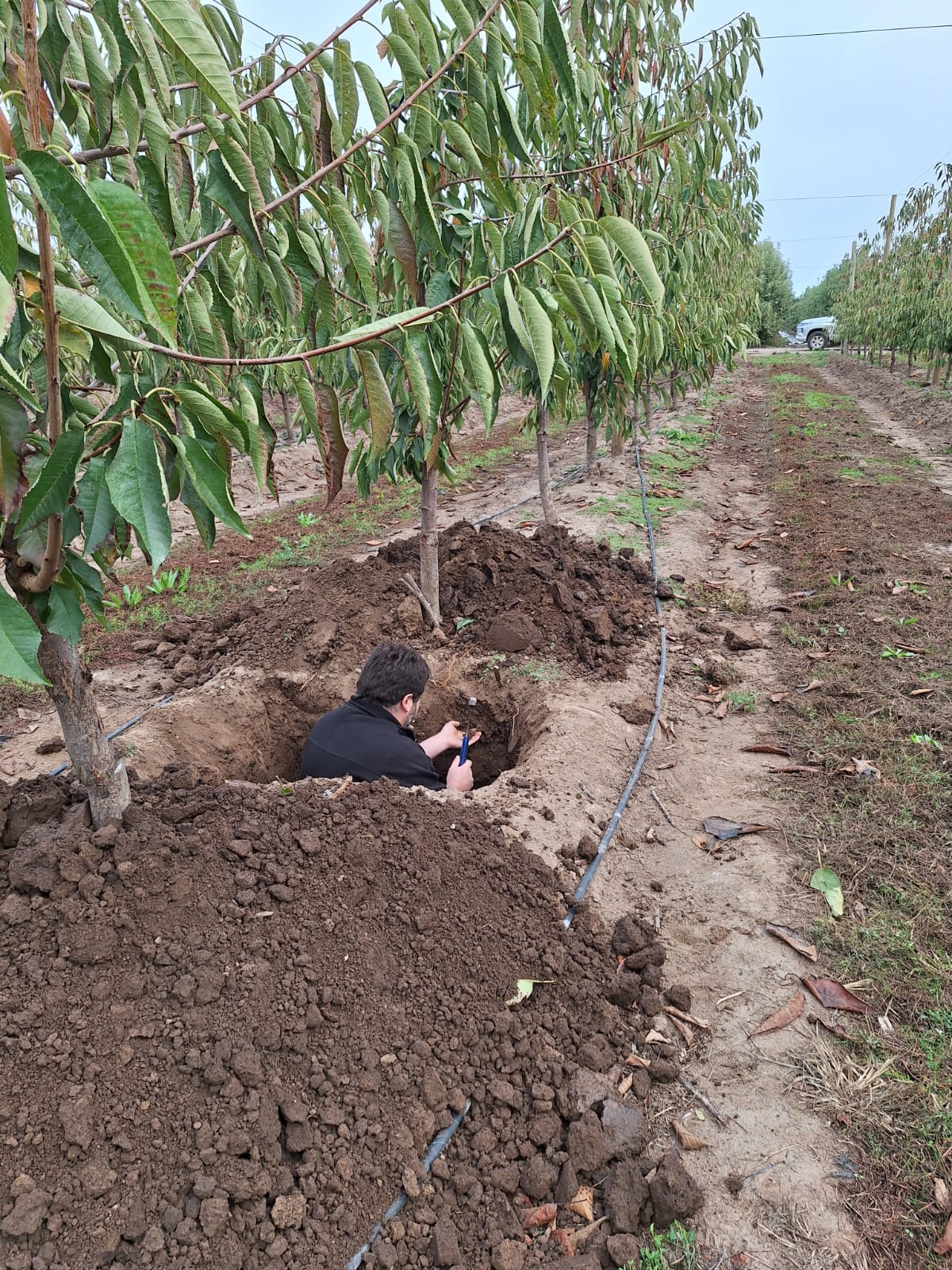 Trabajo técnico de Agro360 en una calicata de huerto