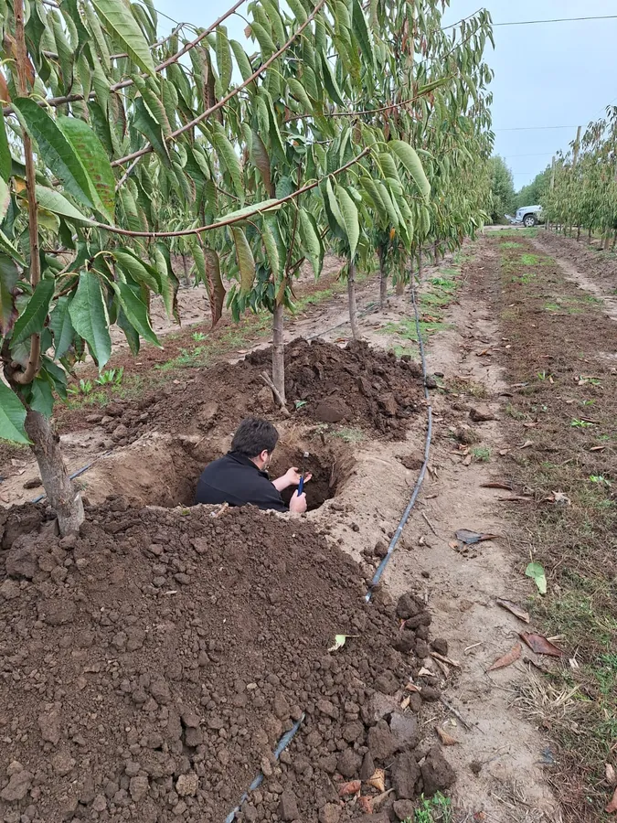 Trabajo técnico de Agro360 en una calicata de huerto